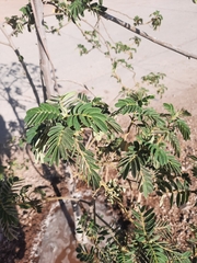 Senna multiglandulosa