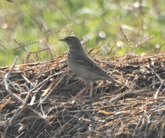 Anthus godlewskii