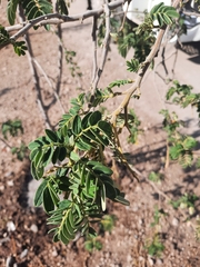 Senna multiglandulosa
