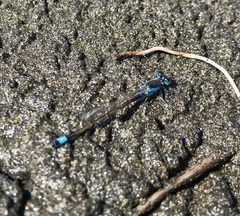 Ischnura fountaineae