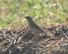 Anthus godlewskii