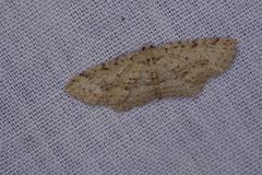 Poecilasthena scoliota