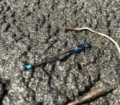 Ischnura fountaineae