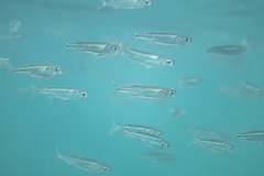 Atherinomorus vaigiensis