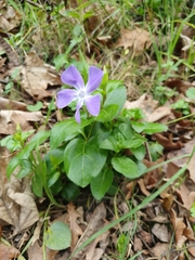 Vinca major