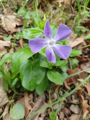 Vinca major