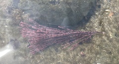 Amphiroa