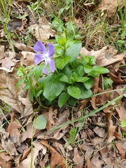 Vinca major