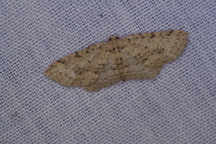 Poecilasthena scoliota