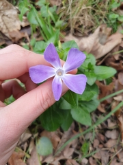 Vinca major