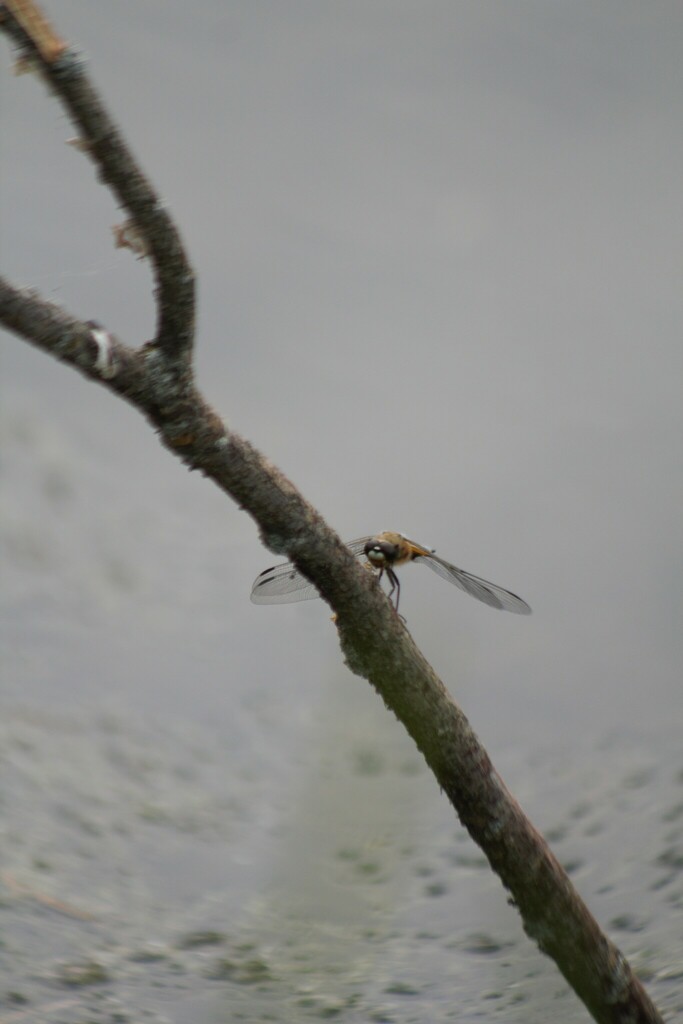 Four-spotted Skimmer from Криулино, Свердловская обл., Россия on June ...