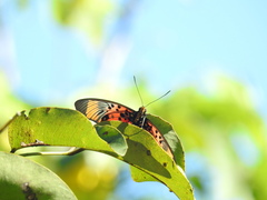 Pseudacraea boisduvalii