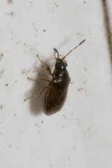 Stygnocoris