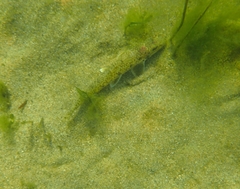 Pseudogobio esocinus