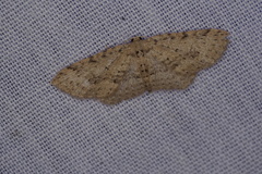 Poecilasthena scoliota