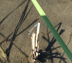 Ischnura fountaineae