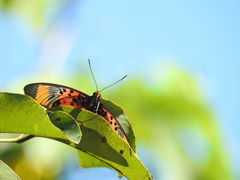 Pseudacraea boisduvalii