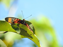 Pseudacraea boisduvalii