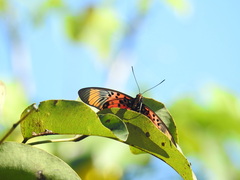Pseudacraea boisduvalii