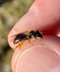 Andrena ruficrus