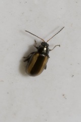 Phyllotreta