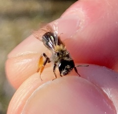 Andrena ruficrus