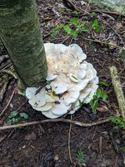 Bondarzewia berkeleyi