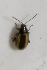 Phyllotreta