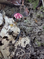 Marasmius tageticolor