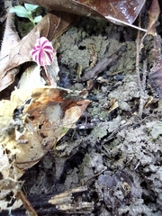Marasmius tageticolor