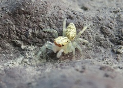 Phintelloides versicolor