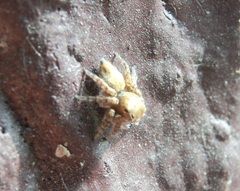 Carrhotus viduus