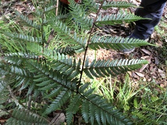 Dryopteris sordidipes