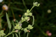 Sida alba