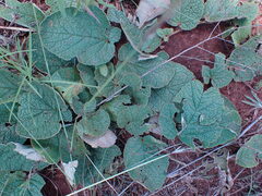 Hermannia transvaalensis