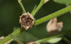 Sida alba