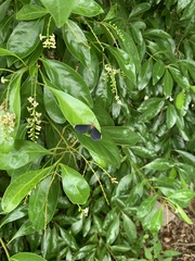 Melanchroia chephise