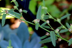 Sida alba