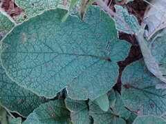 Hermannia transvaalensis