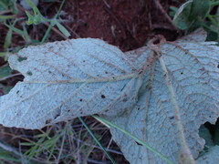Hermannia transvaalensis