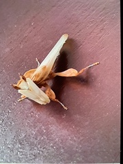 Hymenopus coronatus