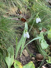 Galanthus elwesii
