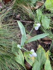 Galanthus elwesii