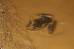 Lithobates magnaocularis