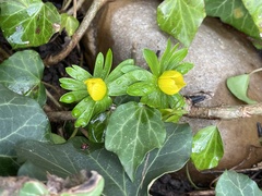 Eranthis hyemalis