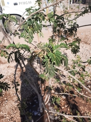 Senna
