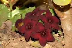 Orbea melanantha