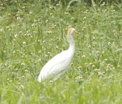 Bubulcus ibis