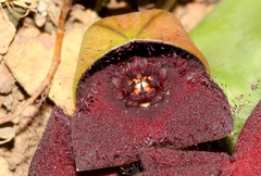 Orbea melanantha