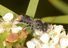 Megachile ferox